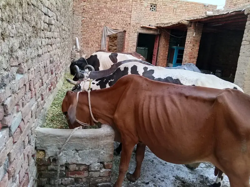Cows Available — photo 4