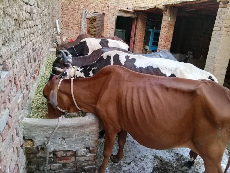 Cows Available 4
