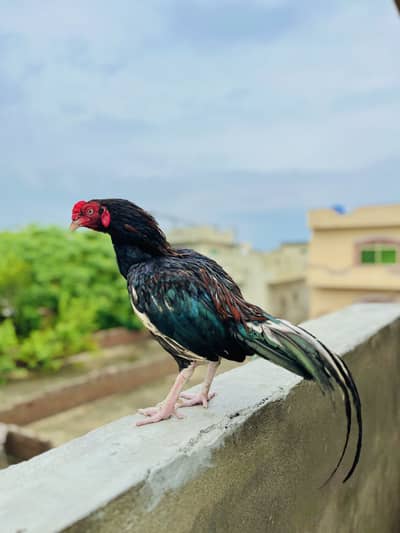 Aseel Murga For sale