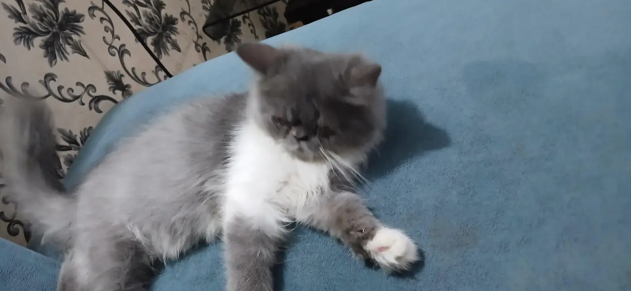 punch face cat — photo 2