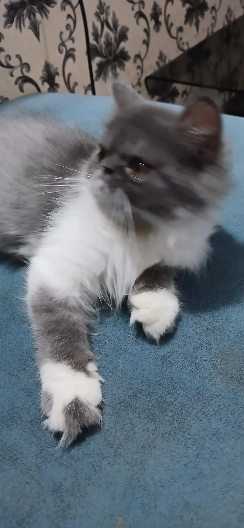 punch face cat — photo 3