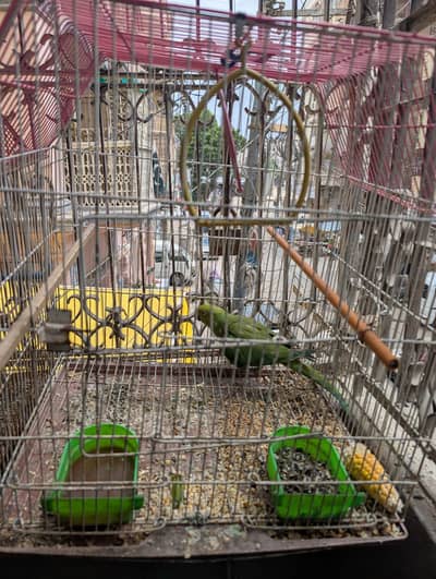 green parrot 03121007998
