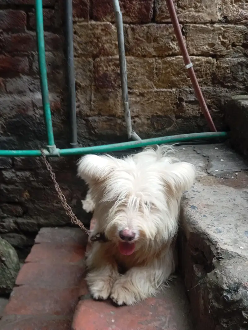 breeder pair — photo 4