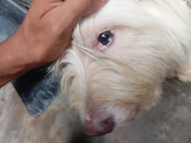 breeder pair 6