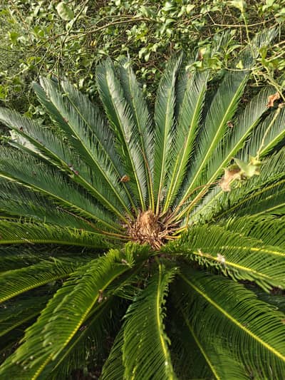 Cycas Palm