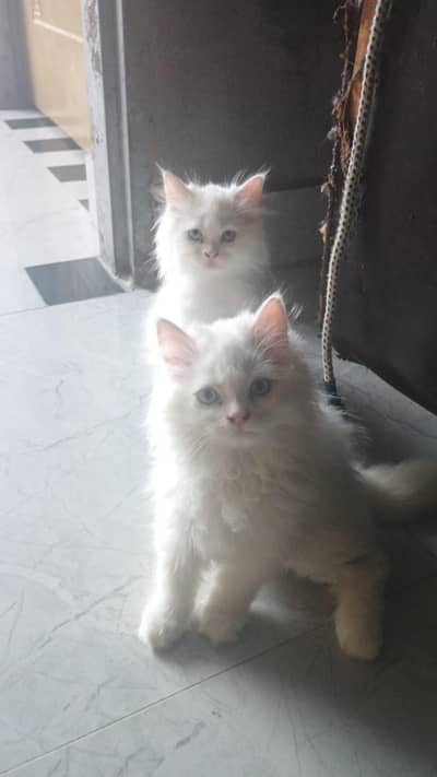 2 Pair Persian For sale