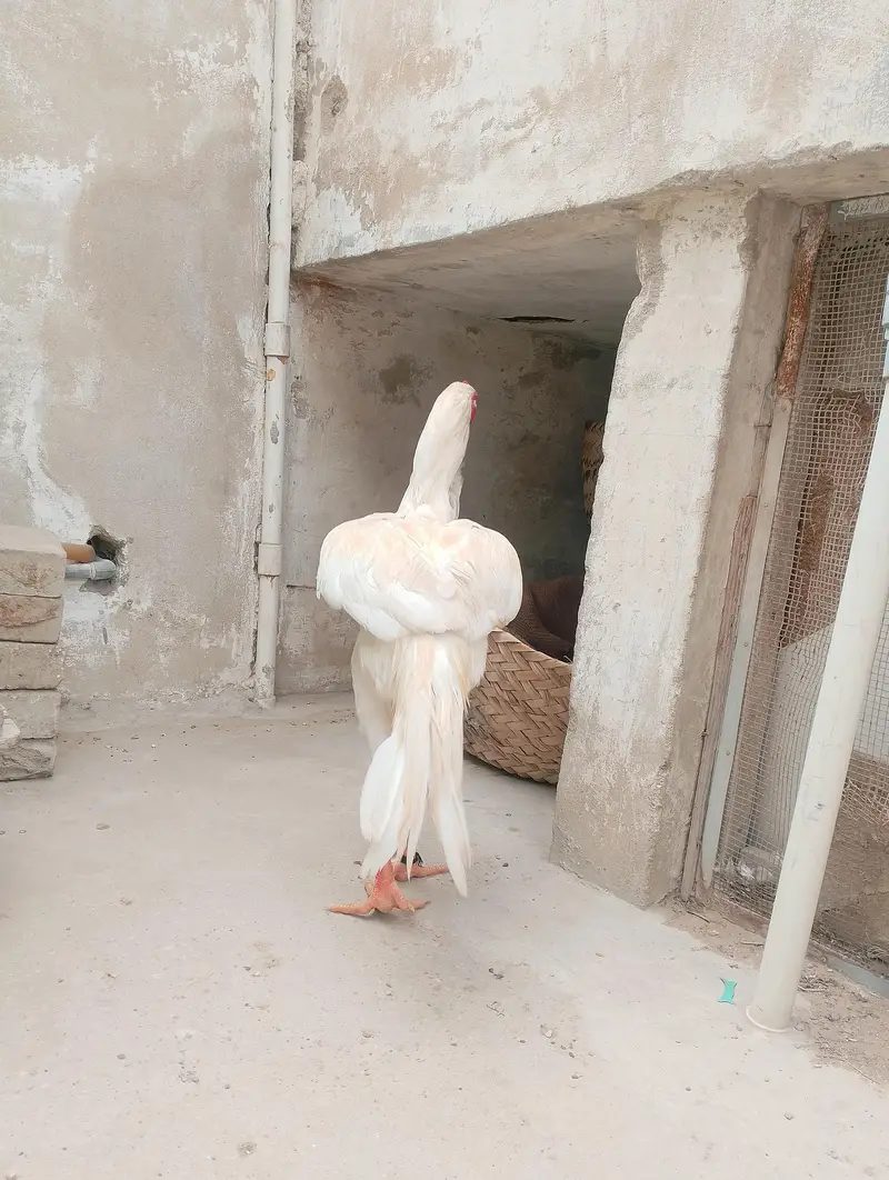 aseel shamo cross — photo 10
