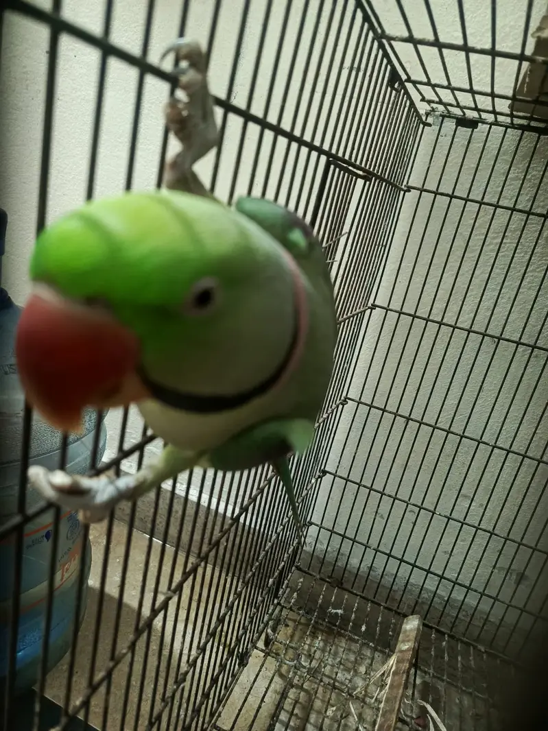 Raw Parrot for Sale — photo 4