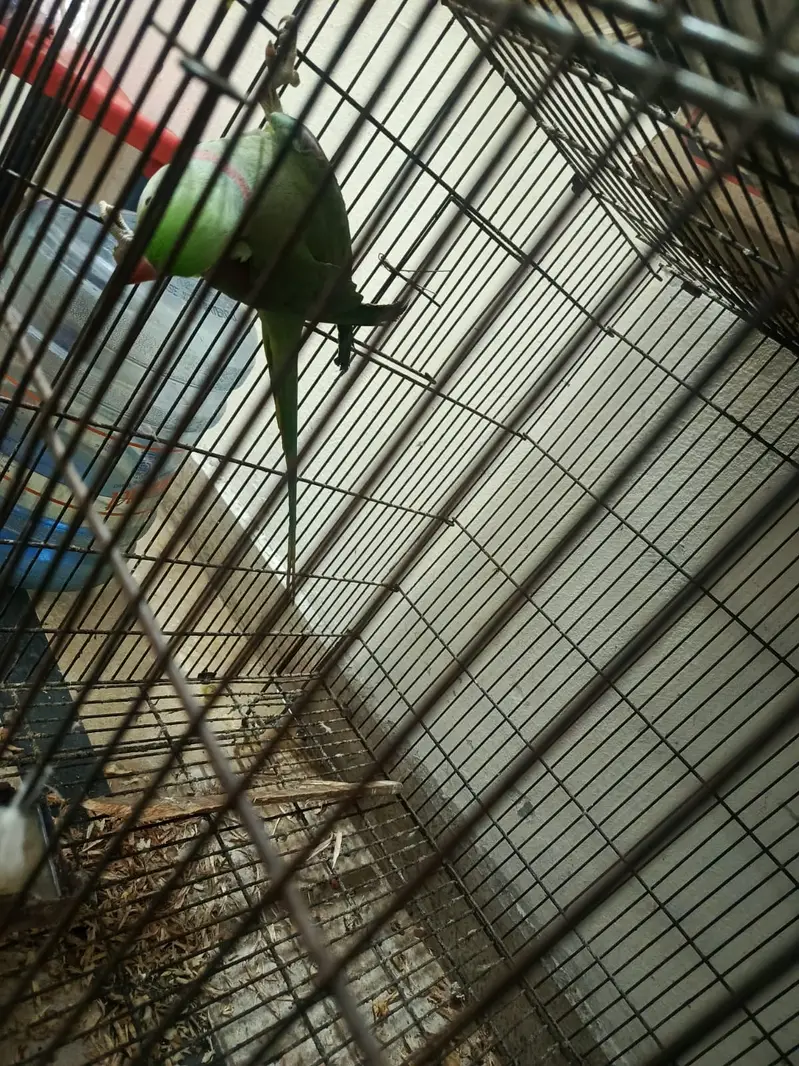 Raw Parrot for Sale — photo 5