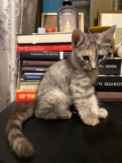 2 Persian+local Adoption