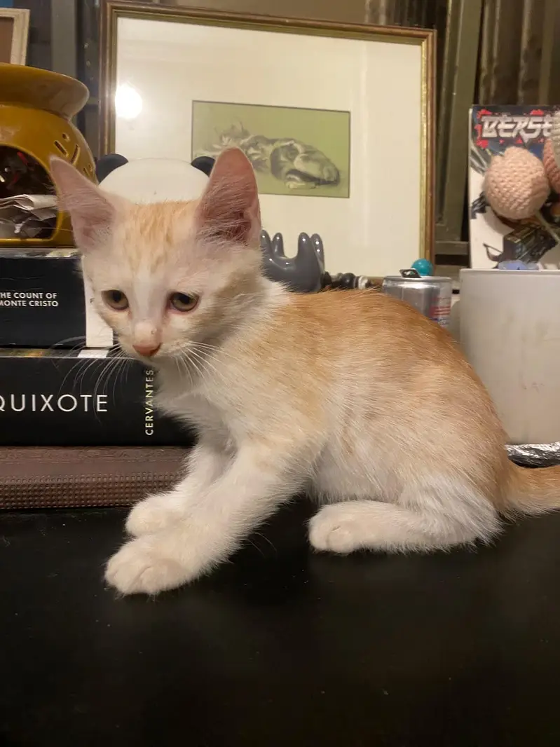 2 Persian+local Adoption — photo 2