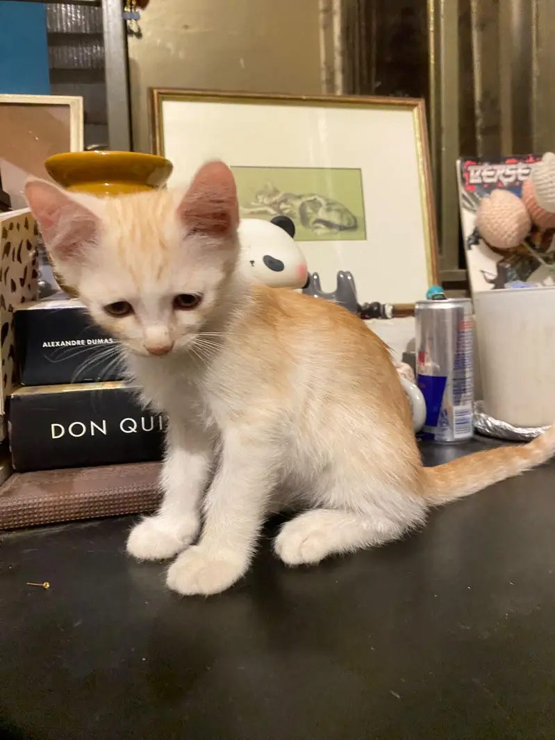 2 Persian+local Adoption — photo 3