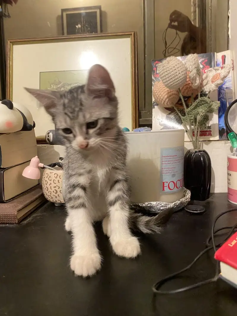 2 Persian+local Adoption — photo 4