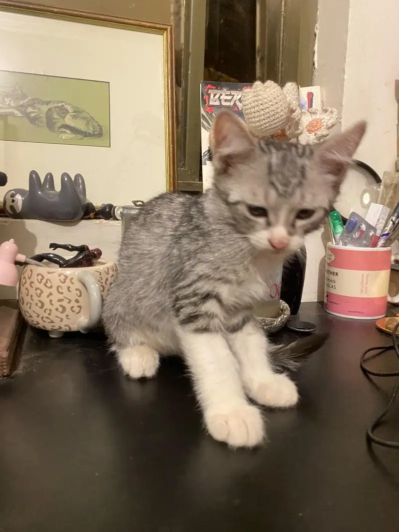 2 Persian+local Adoption — photo 5