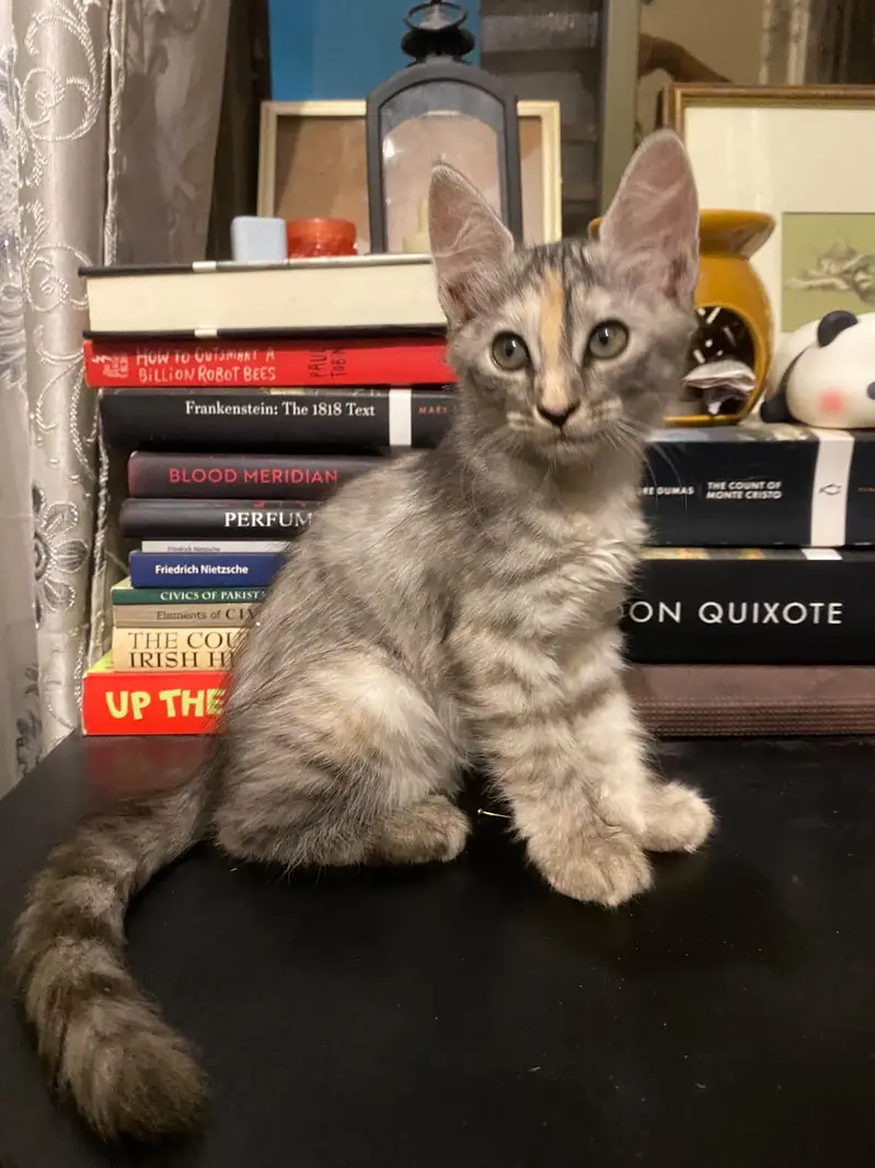 2 Persian+local Adoption — photo 6