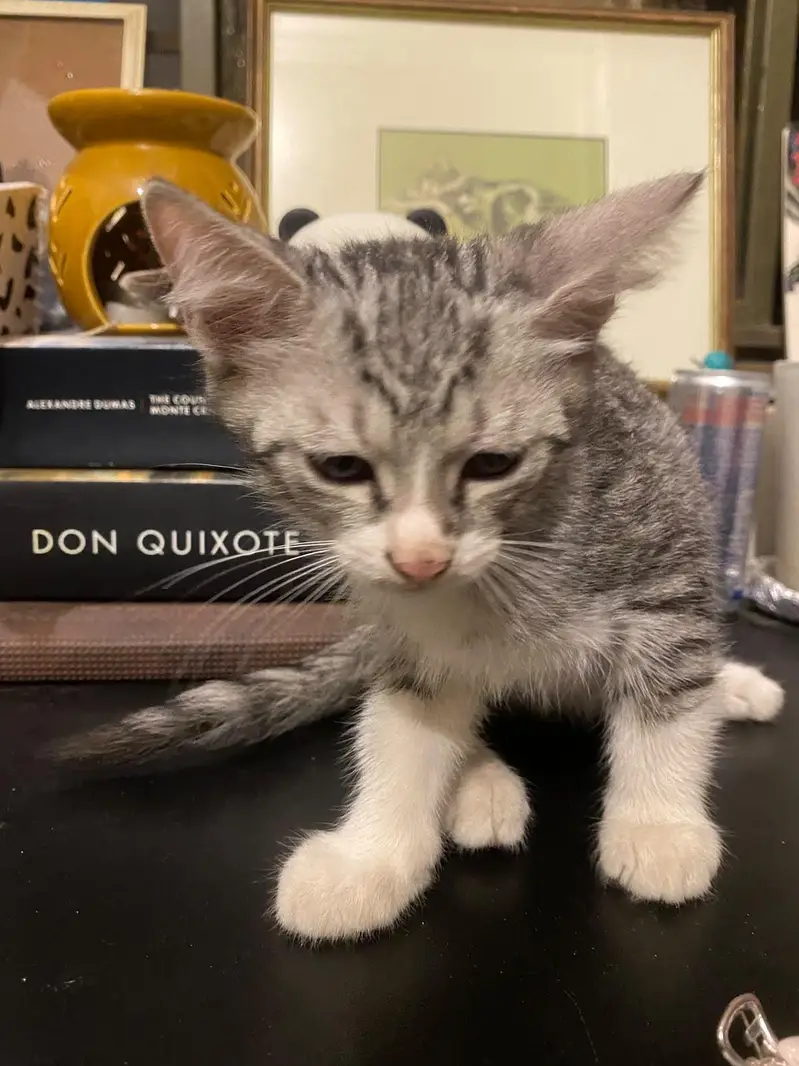 2 Persian+local Adoption — photo 7