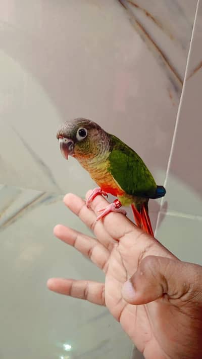 Green chick conure