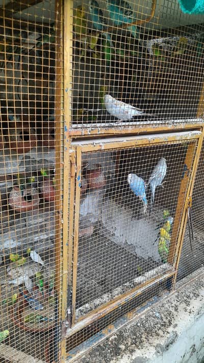 Selling Australian Parrots