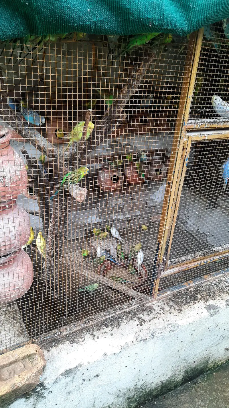 Selling Australian Parrots — photo 2