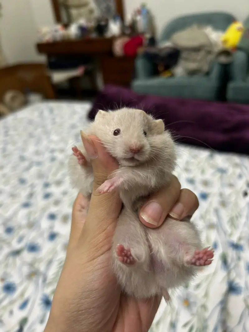 Baby Hamsters