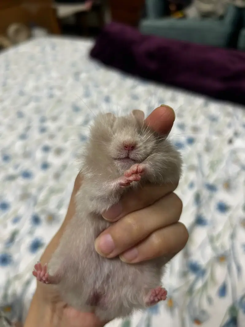 Baby Hamsters — photo 2