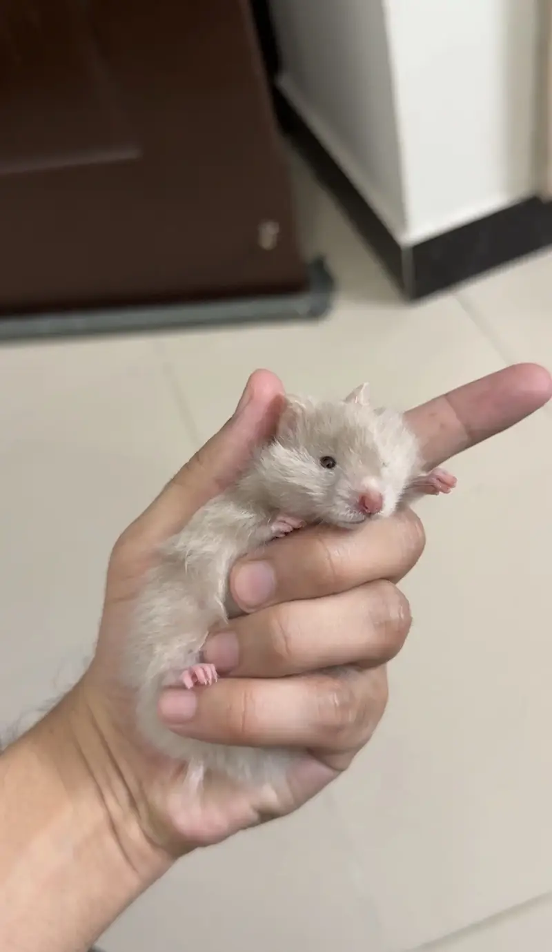 Baby Hamsters — photo 3