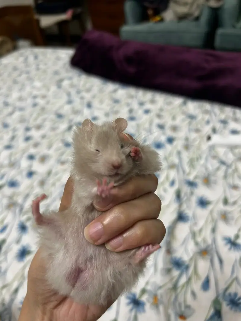 Baby Hamsters — photo 4