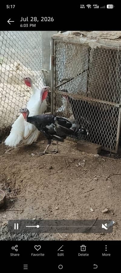 Turkey bird