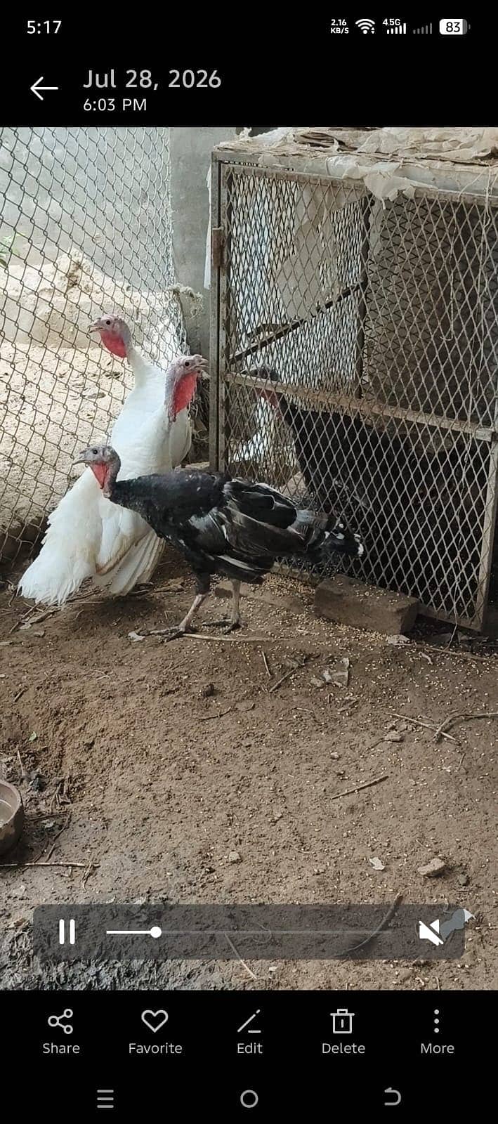 Turkey bird 0