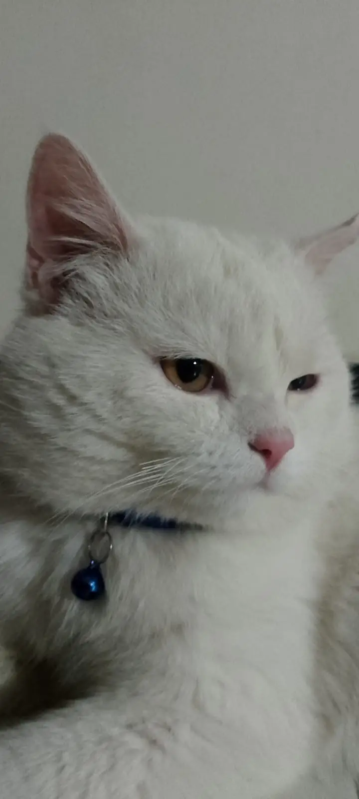 **Beautiful Persian Cat  | 1 Year Old | Vaccinated | Healthy — photo 2