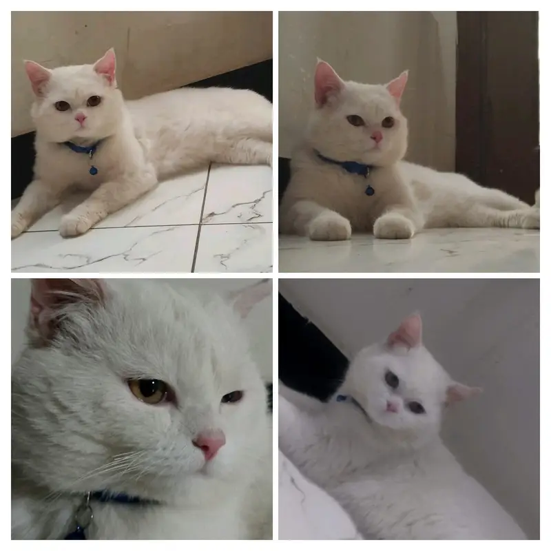 **Beautiful Persian Cat  | 1 Year Old | Vaccinated | Healthy — photo 3