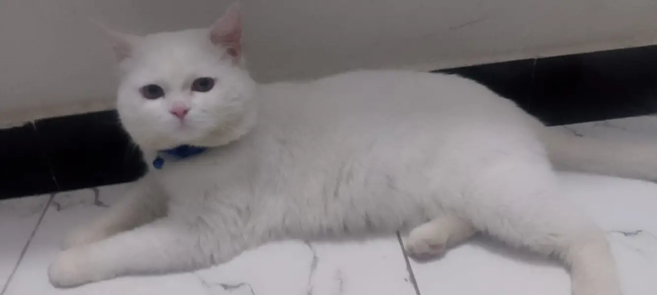 **Beautiful Persian Cat  | 1 Year Old | Vaccinated | Healthy — photo 4