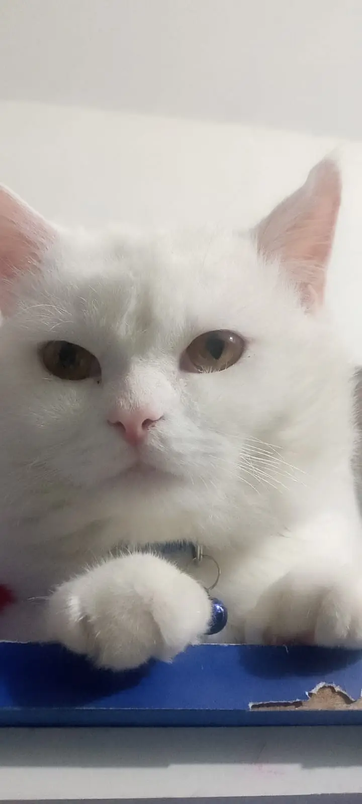 **Beautiful Persian Cat  | 1 Year Old | Vaccinated | Healthy — photo 5