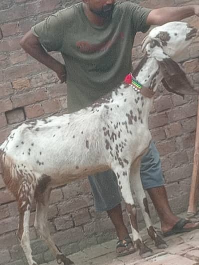 makhi chini confram gaban phat for sale