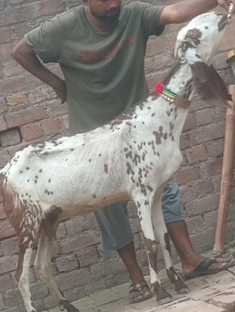 makhi chini confram gaban phat for sale — photo 2