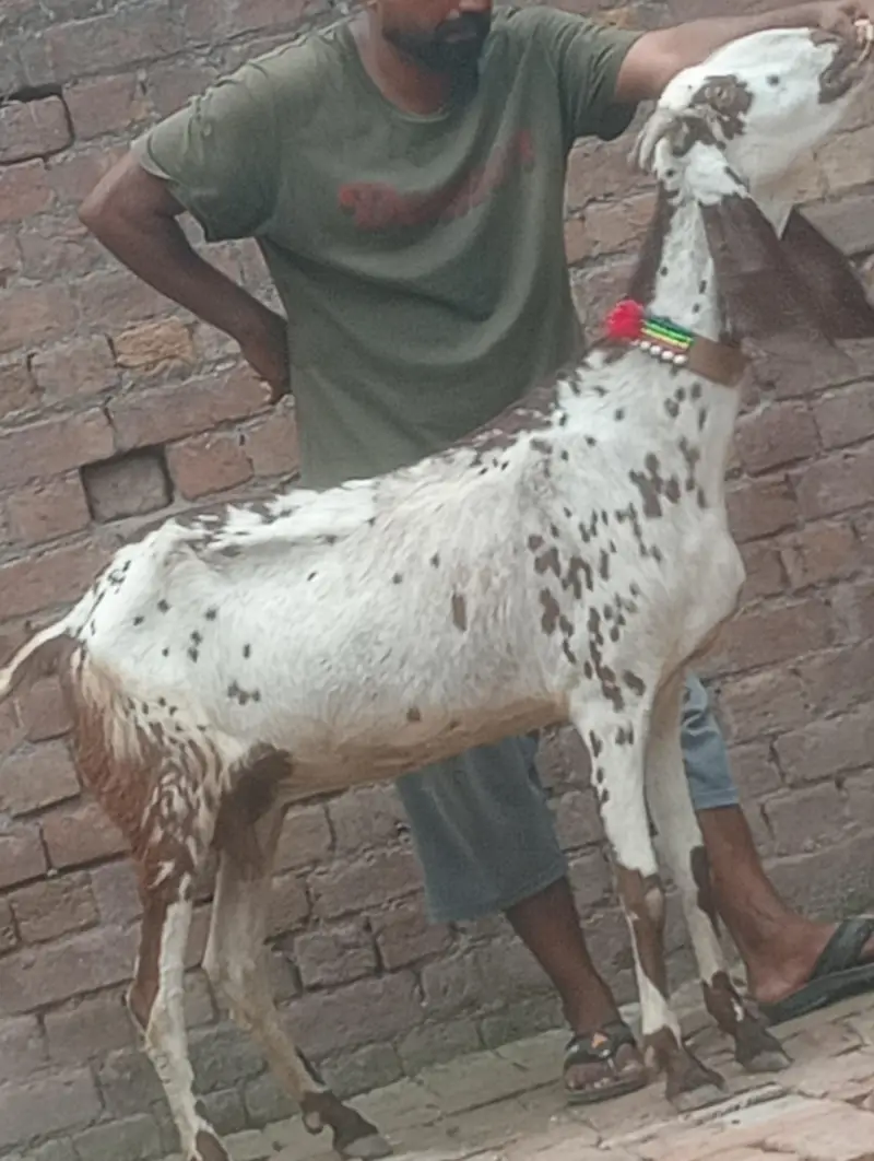 makhi chini confram gaban phat for sale — photo 3