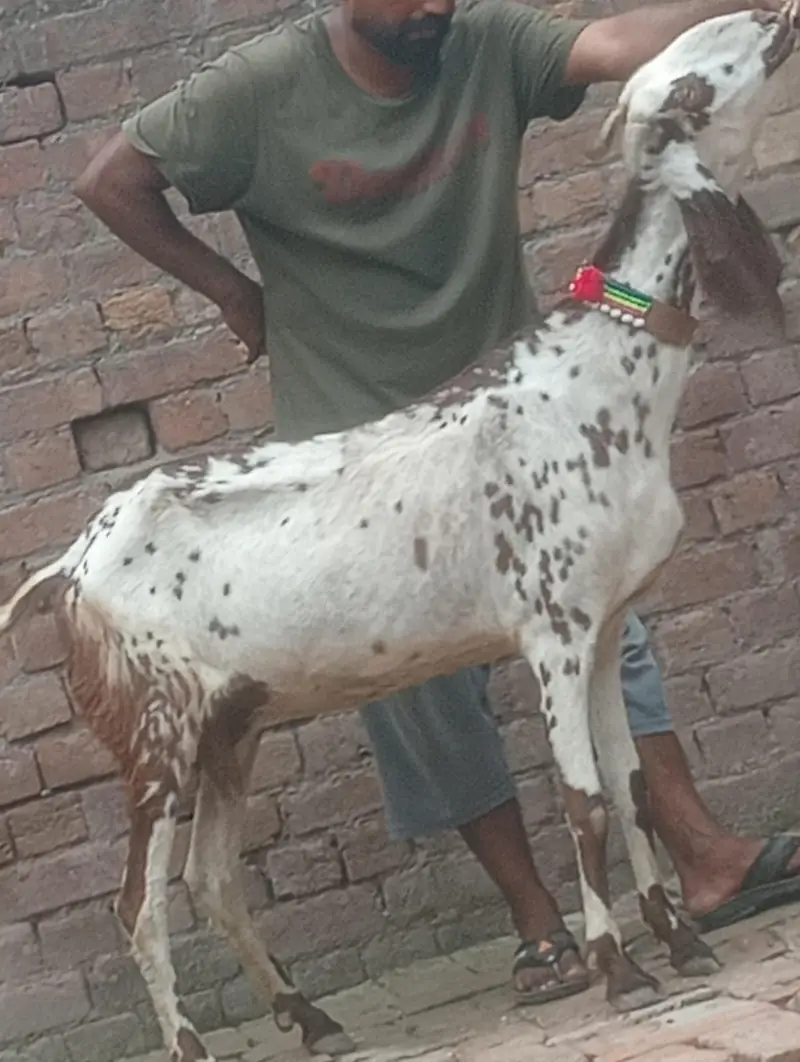 makhi chini confram gaban phat for sale — photo 4