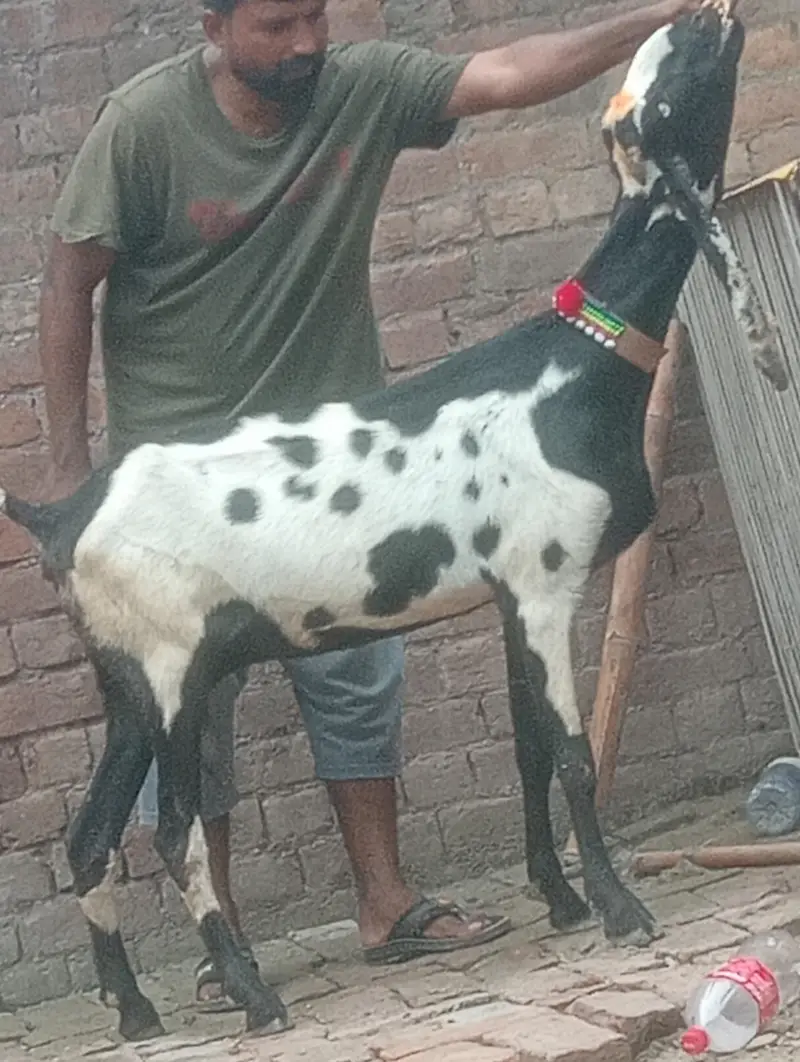 makhi chini confram gaban phat for sale — photo 5
