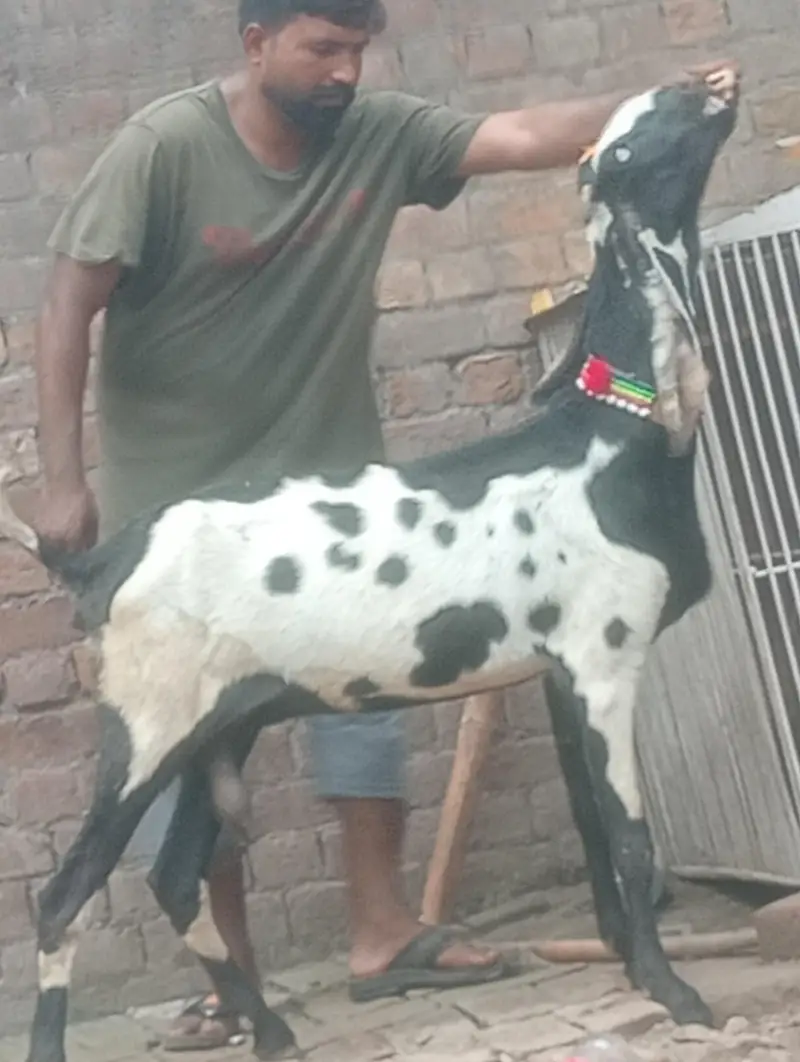 makhi chini confram gaban phat for sale — photo 6
