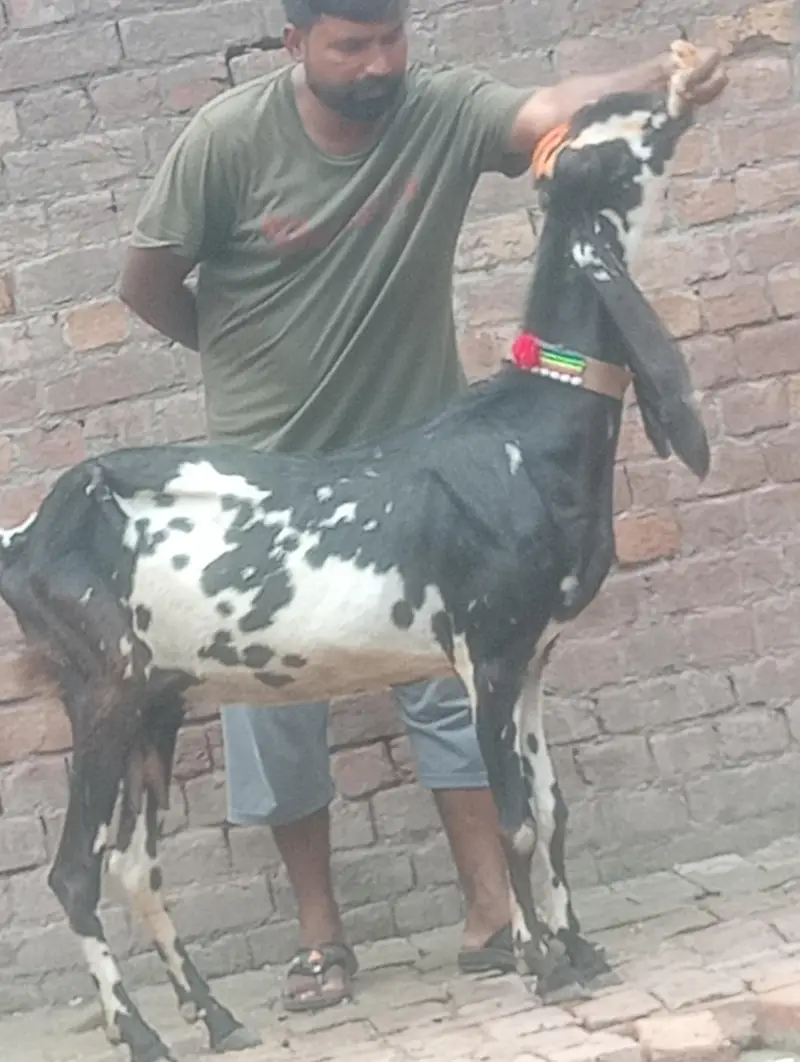 makhi chini confram gaban phat for sale — photo 8