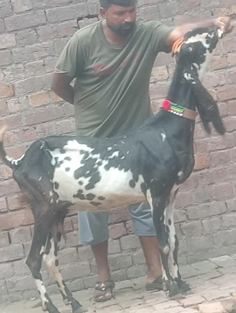 makhi chini confram gaban phat for sale — photo 9