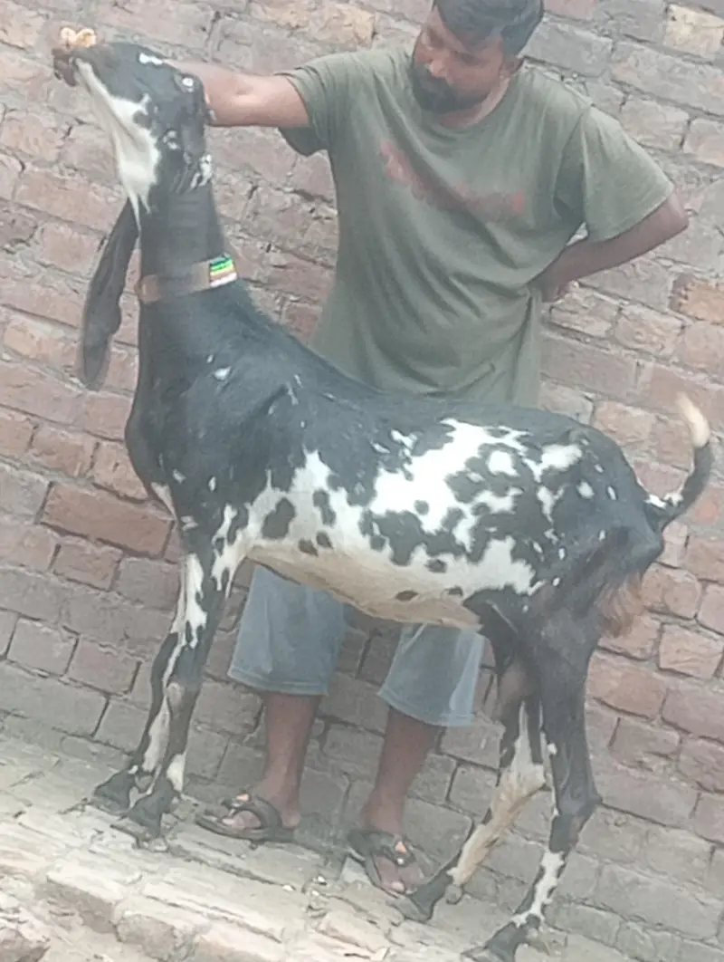 makhi chini confram gaban phat for sale — photo 10