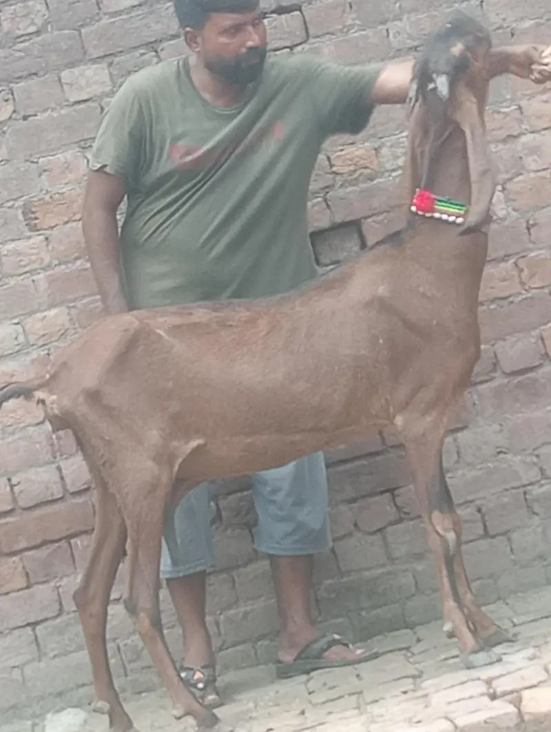 makhi chini confram gaban phat for sale — photo 11