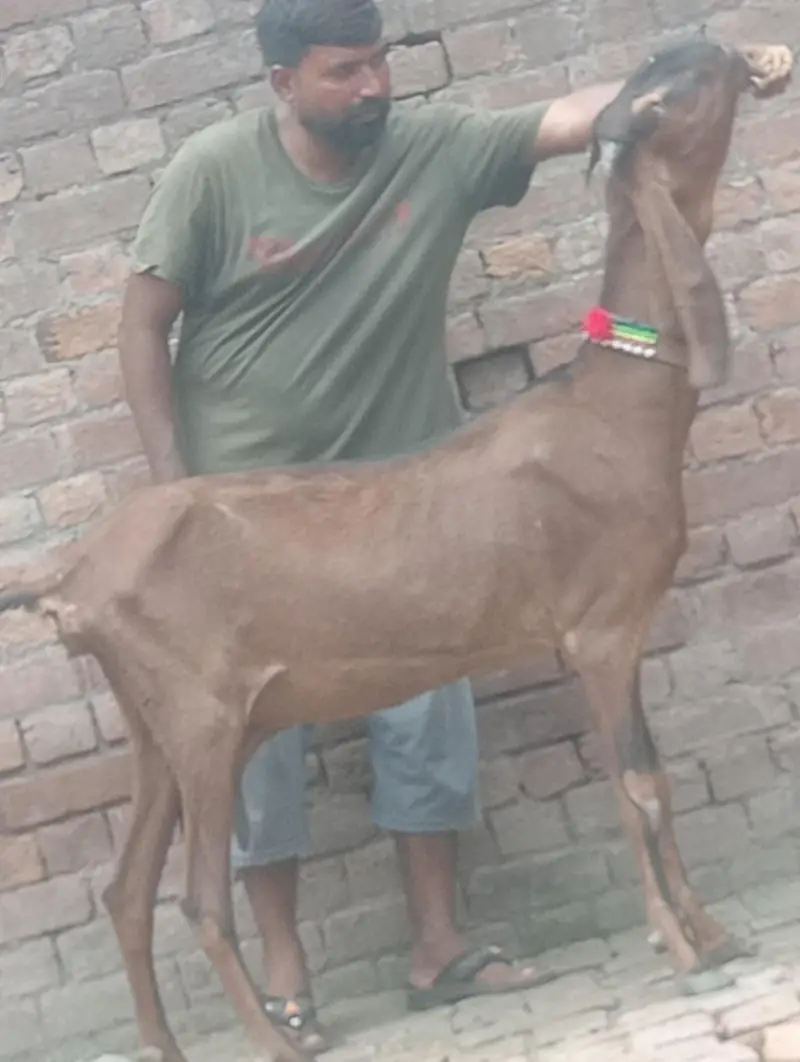 makhi chini confram gaban phat for sale — photo 12