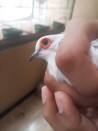 Diamond and red pied dove pair