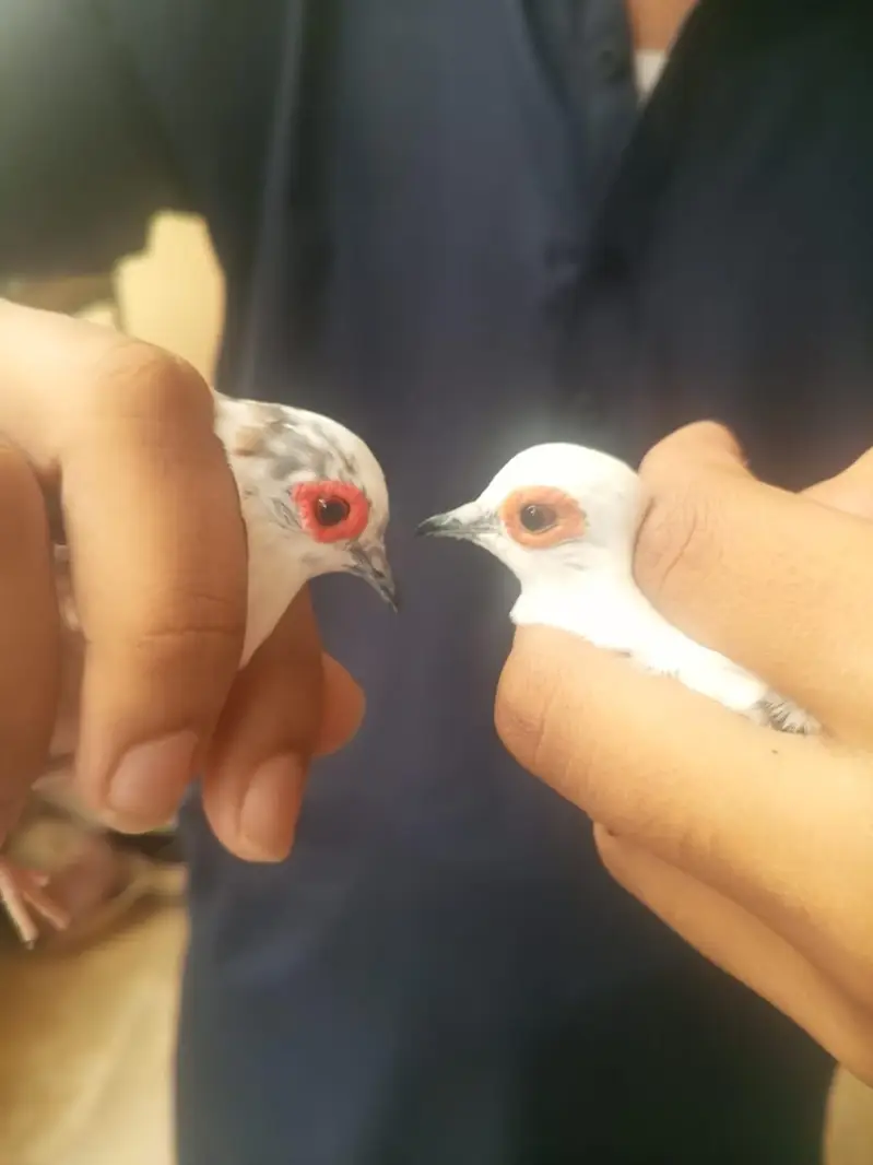 Diamond and red pied dove pair — photo 2