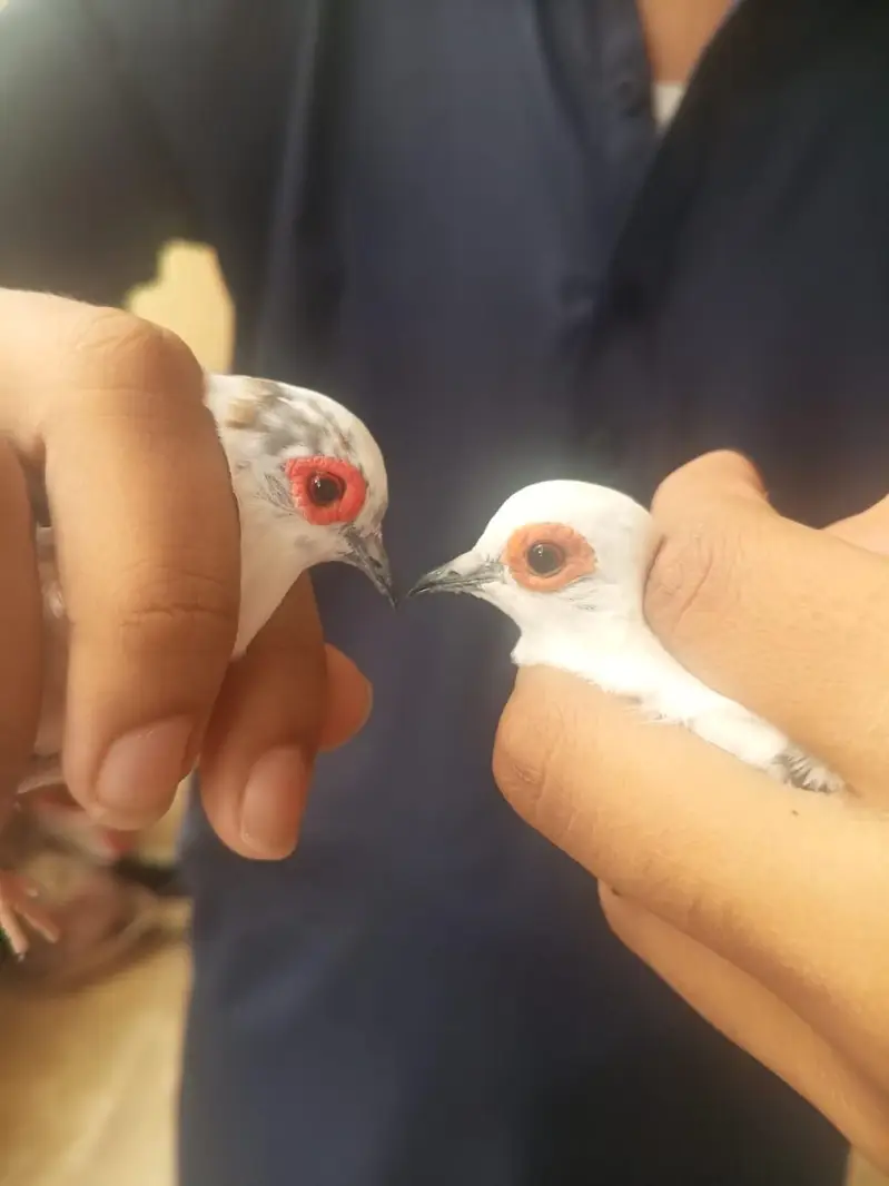 Diamond and red pied dove pair — photo 3
