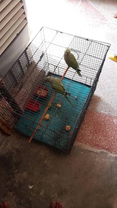 ringneck