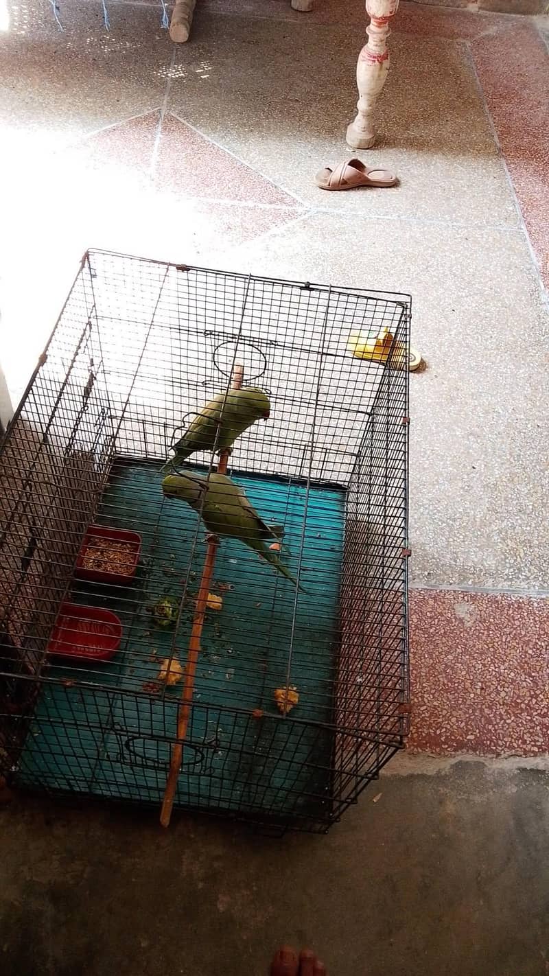 ringneck 1