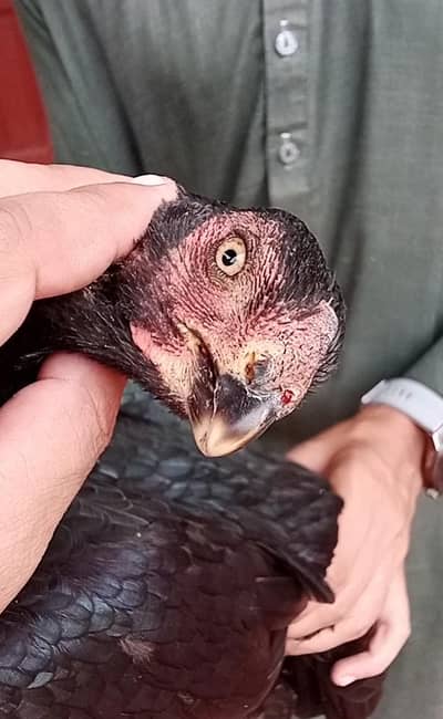 parrot beak female